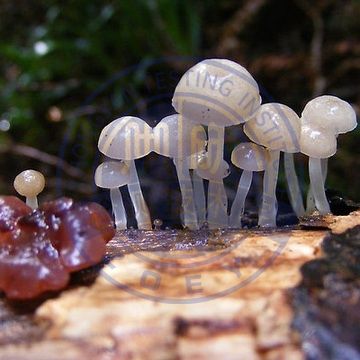 真菌菌株检测
